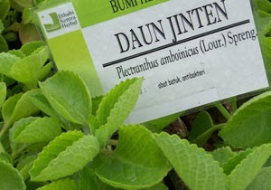 Daun jinten