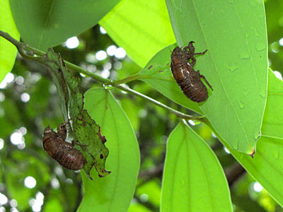 Cicada moults