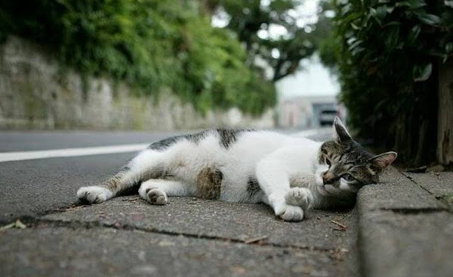 Kenapa Kucing Melintasi (menyebrang) jalan Malam Hari ketika ada Kendaraan Lewat?