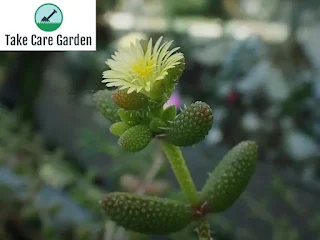 Delosperma echinatum: A Rare and Unusual Succulent for Your Collection