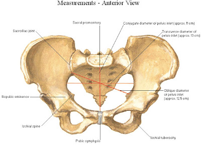 Biomekanik Struktur Anatomi Pelvic
