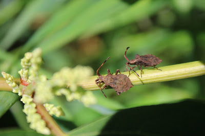 Zuringrandwants - - Coreus marginatus