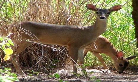 Plantas en peligro de extinción en México - imagenes de animales en peligro de extincion con nombres