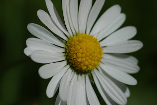 flower, daisies, England, sunshine