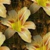 med_gallery_7015_405_199179