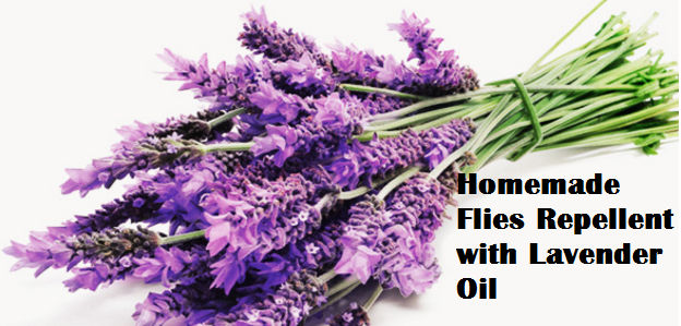 Homemade Flies Repellent with Lavender Oil