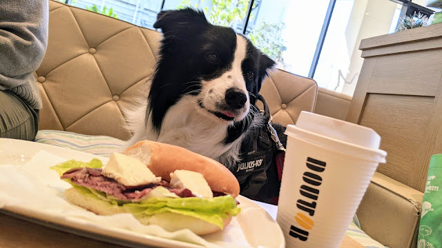 保護犬 ボーダーコリー トーマ ドトールコーヒーショップ イオンモール幕張新都心