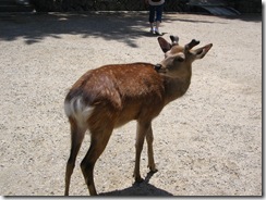 09Japan-Nara 045