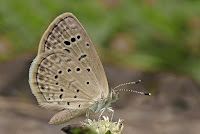 Zizeeria karsandra