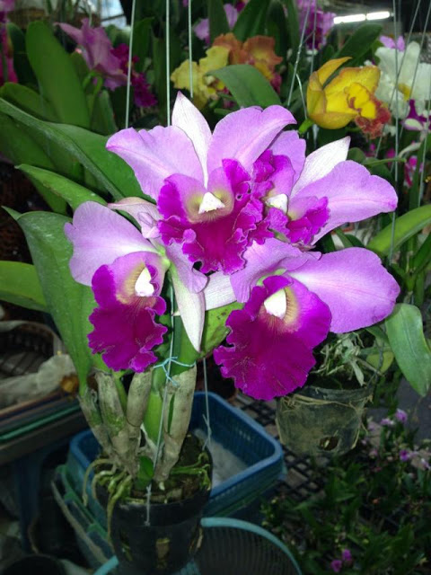 CÁT Lan - Cattleya Labiata