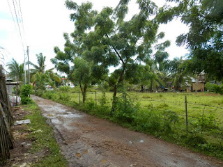 bohol street