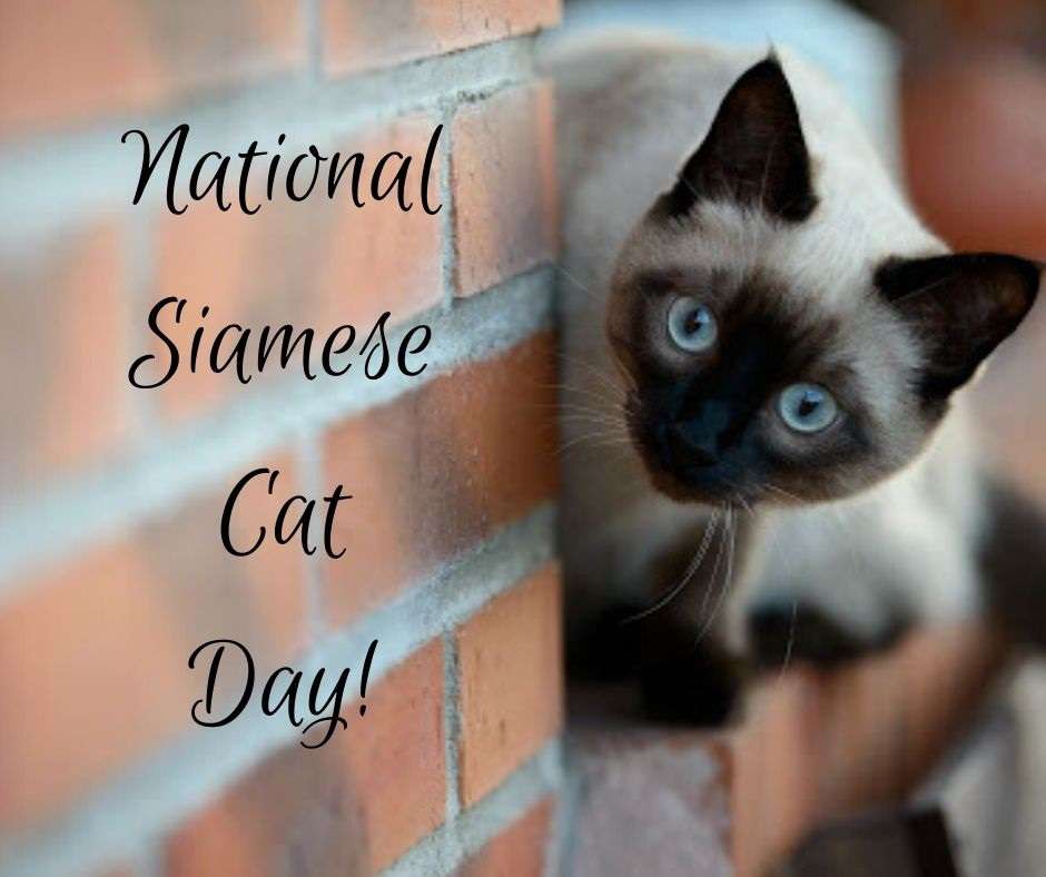National Siamese Cat Day Wishes Awesome Picture