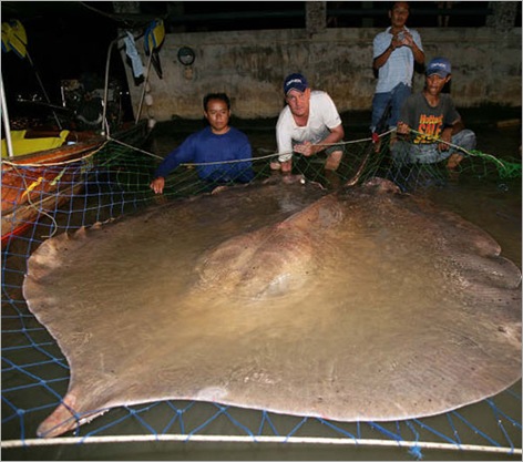 Giant Stingray 01