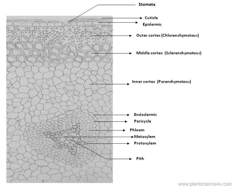 Psilotum stem anatomy  C.S