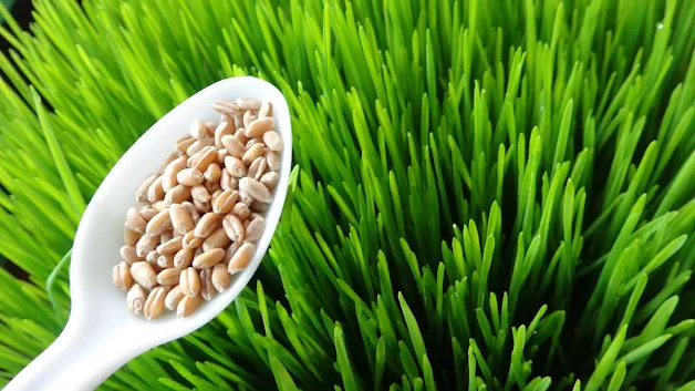 Health Benefits of wheat grass juice