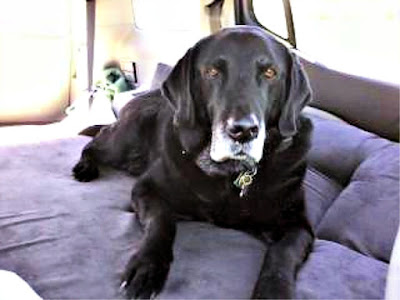 Backseat Barker Dog Bed