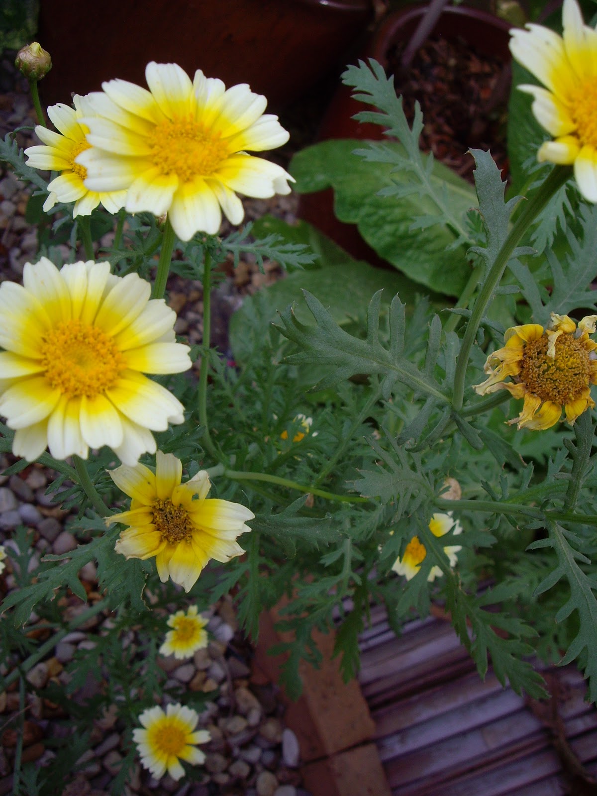 Growing Garden Mums Henning39;s Farm and Greenhouse Growth 