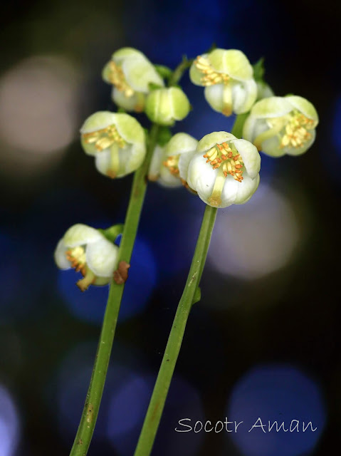 Pyrola japonica