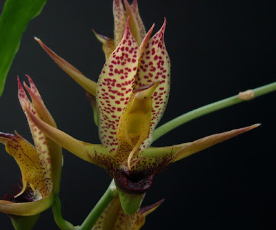 Catasetum schmidtianum care and culture