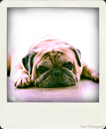DSC_0475-pola