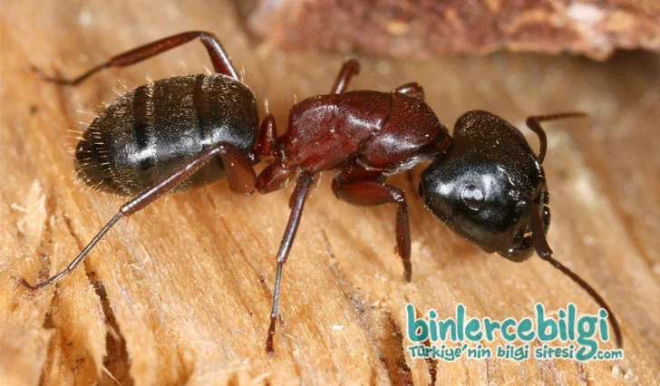 Rüyada karınca görmek, rüyada karınca yuvası, evde yatakta karınca görmek, rüyada karınca toplamak, karınca yemek ne demek? anlamı nedir?