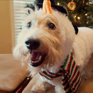 Scottish Terrier Christmas