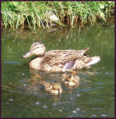 Female Mallard Duck with ducklings - photo by Shelley Banks