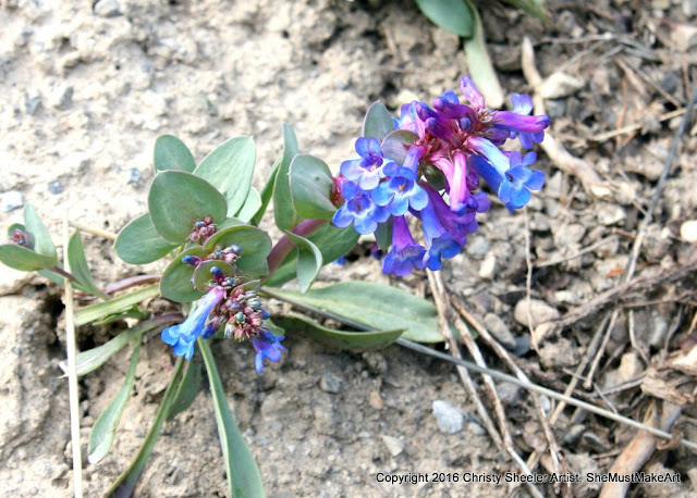 Another view of the bold purples and blues of the penstemon wildflower, growing in full sun.