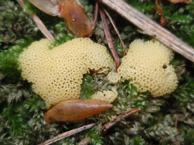 Ceratiomyxa porioides