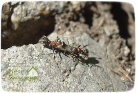 мирмекохория-мирмекофилия-муравьи-семена