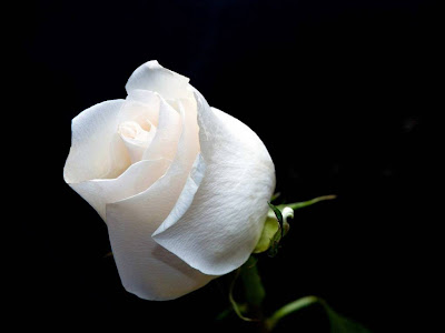 White Rose Normal Resolution HD Wallpaper 6