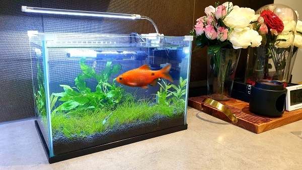 Do Rosy Barbs need aquarium heater, filter or lights?