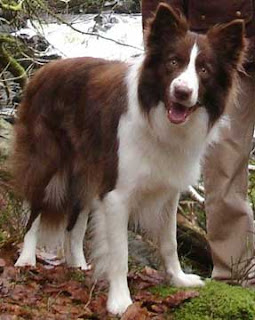 Border collie chocolate