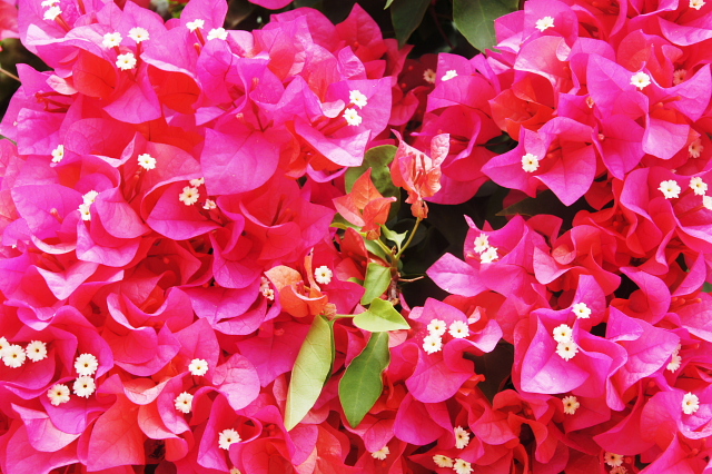 宮古島の癒し 八重山の刺激 花言葉 Vs 沖縄の花