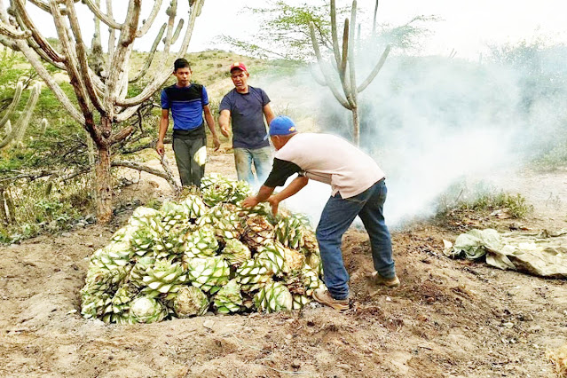 REUTERS: PRODUCTORES DEL LICOR VENEZOLANO COCUY ENFRENTAN OBSTÁCULOS