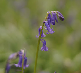 bluebells in the woods in Norfolk