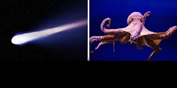  Τα Χταπόδια είναι «εξωγήινοι οργανισμοί » που εξελίχθηκαν σε έναν άλλο πλανήτη πριν φτάσουν  στην Γη πριν εκατομμύρια χρόνια  το χταπόδι εί...