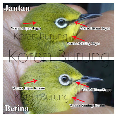 Cara Paling Tepat Membedakan Burung Pleci Jantan Dan ...