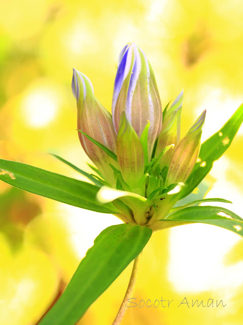 Gentiana scabra