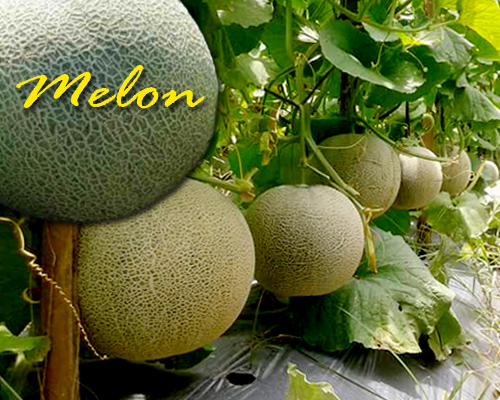 Cara Sukses Budidaya Buah Melon Lengkap