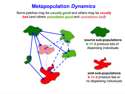 Metapopulation in Ecology 