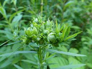 Cécidomyie de la Verge d'or - Galle sur Solidago formée par le Diptère Rhopalomyia solidaginis