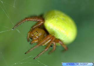 Araignée courge - Epeire concombre - Araniella cucurbitina