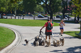 dog walker buenos aires argentina