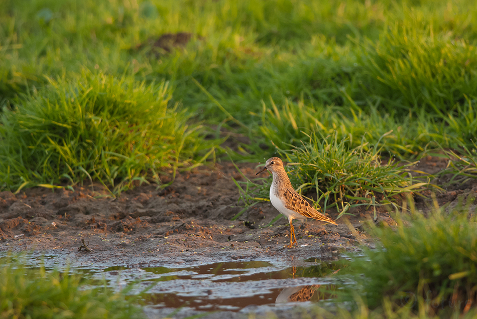 Värbrüdi, Calidris temminckii, Temminck's Stint, Erolia, rüdi, risla, värbrisla