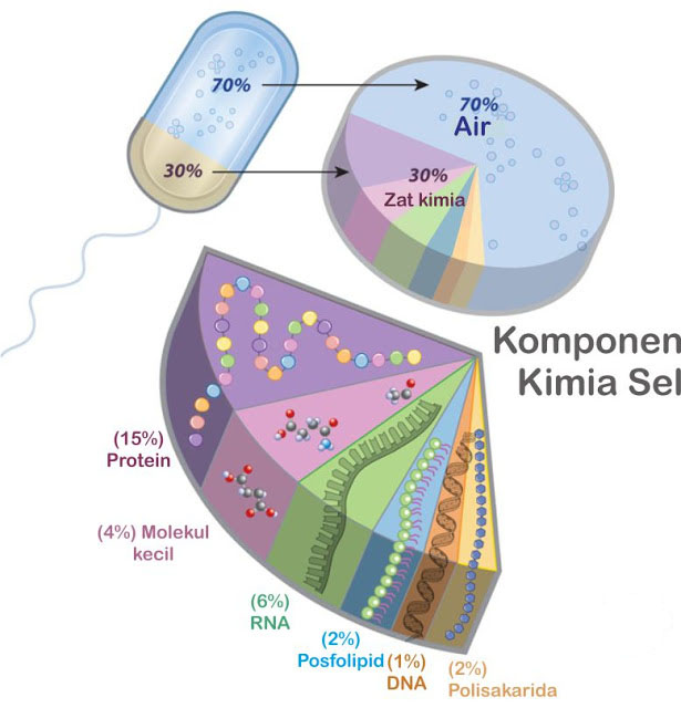 Komponen Kimia Sel Biologi Kelas XI IPA SMAMA