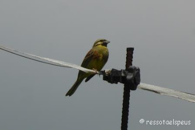 Gratapalles (Emberiza cirlus). cami-miner-sant-joan-abadesses-ogassa