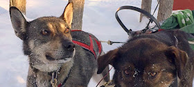 Chiens attelés à un traîneau