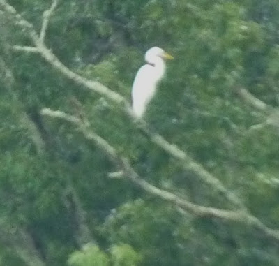 great egret in tree