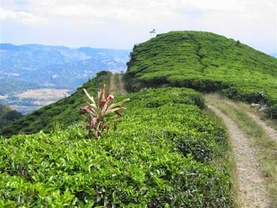 Perkebunan Teh Medini